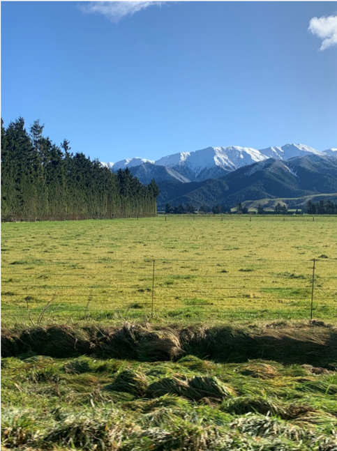 Beautiful green fields in the South Island of Aotearoa, with trees, white mountains and a blue winter sky